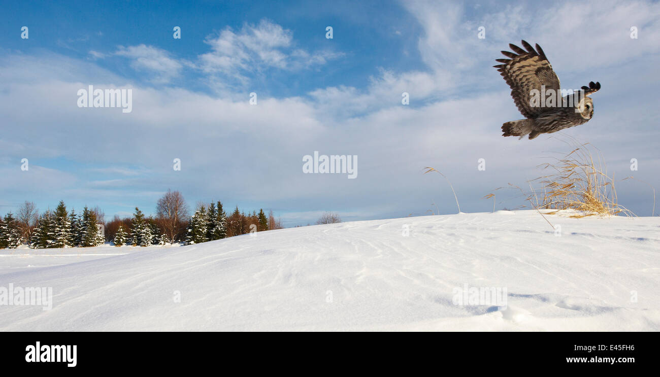 Female Great grey owl (Strix nebulosa) flying in snow covered landscapes, Oulu, Finland, February 2009 Stock Photo