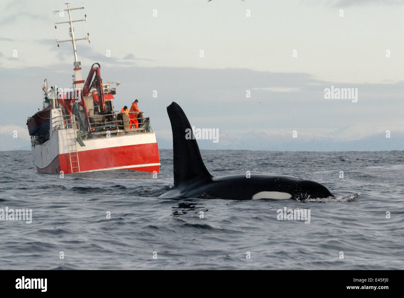 Killer whale / Orca (Orcinus orca) at surface in front of a herring fishing boat, Kristiansund, Nordmøre, Norway, February 2009 Stock Photo