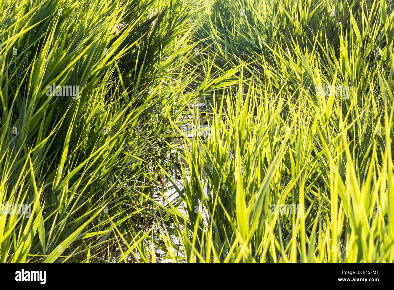 Tall grass pond hi-res stock photography and images - Alamy