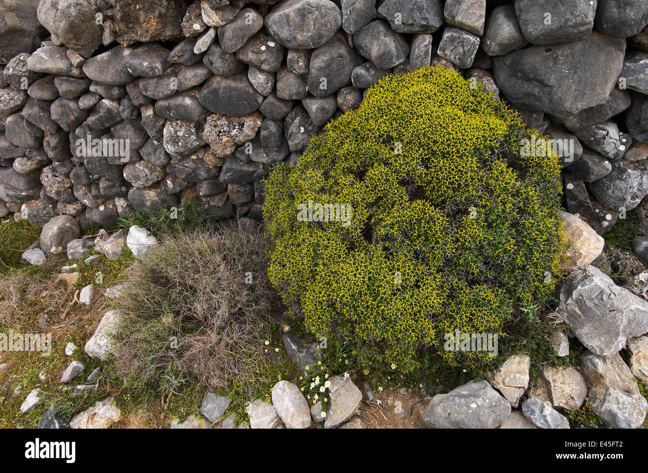 Greek spiny spurge (Euphorbia acanthothamnos) Imbros, Crete, Greece, April 2009 Stock Photo