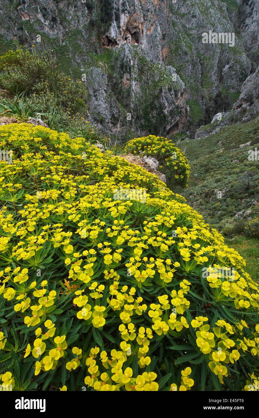 Tree spurge (Euphorbia dendroides) plants in flower, Topolia, Crete, Greece, April 2009 Stock Photo