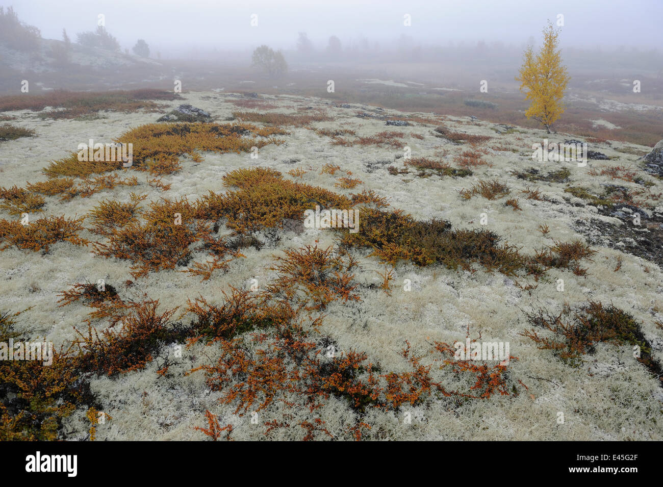 Tundra with Reindeer lichen / moss and a few small trees in mist,  Forollhogna National Park, Norway, September 2008 Stock Photo - Alamy