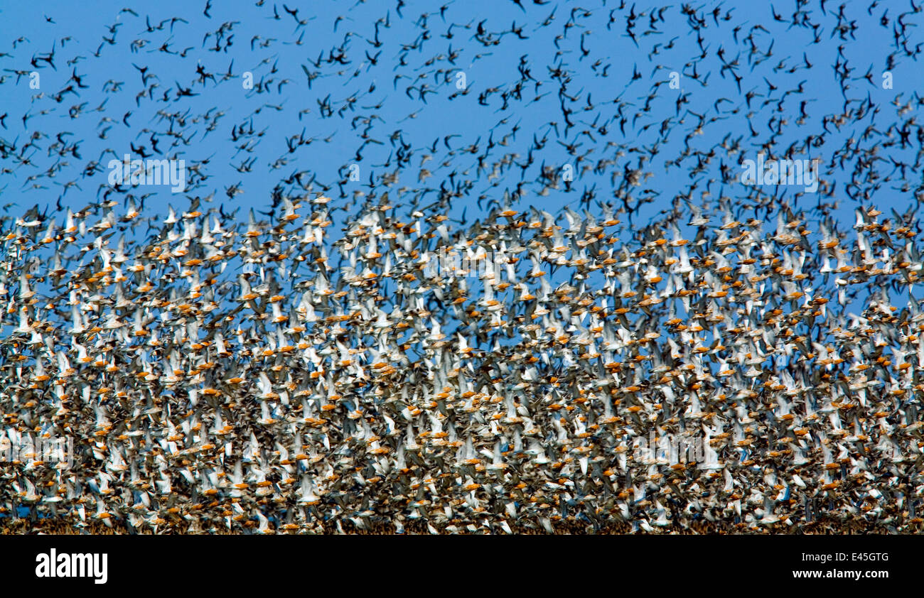 Large flock of waders in flight, Japsand, Germany, April 2009 Stock Photo