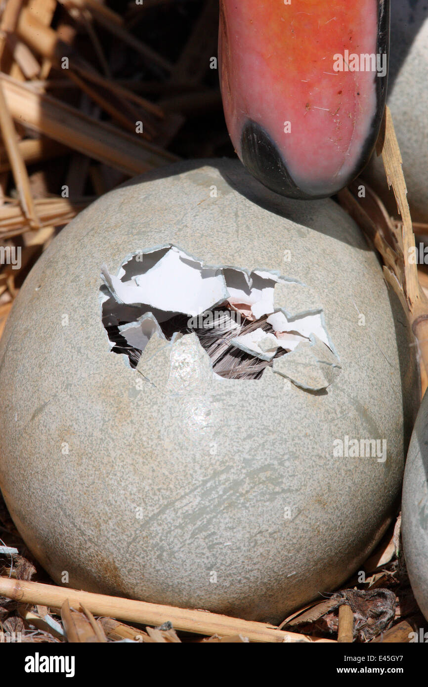 Mute swan (Cygnus olor) egg hatching, Dorset, UK Stock Photo Alamy