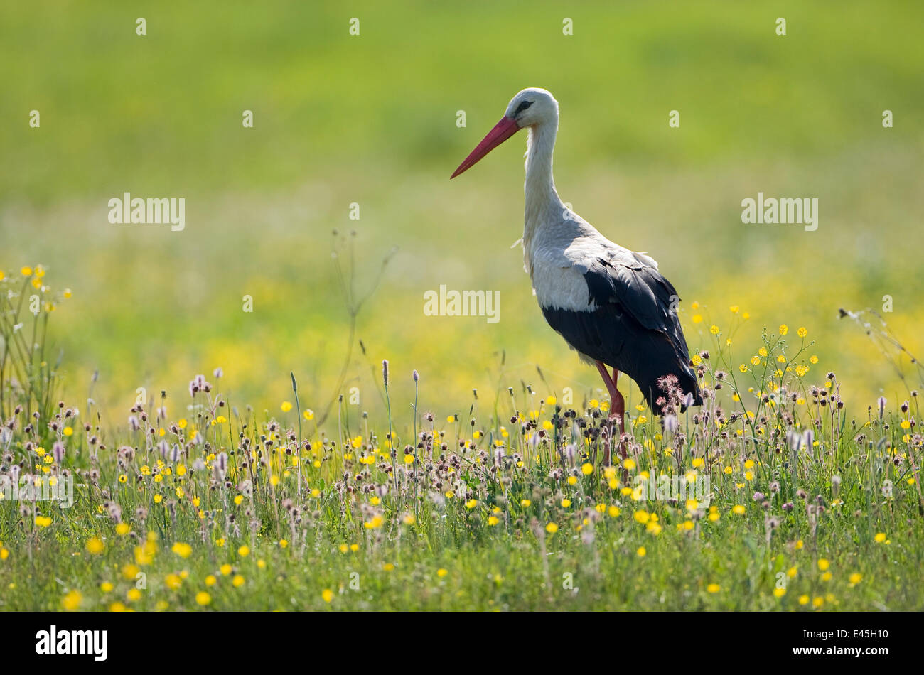 White stork (Ciconia ciconia) in flower meadow, Labanoras Regional Park, Lithuania, May 2009 Stock Photo