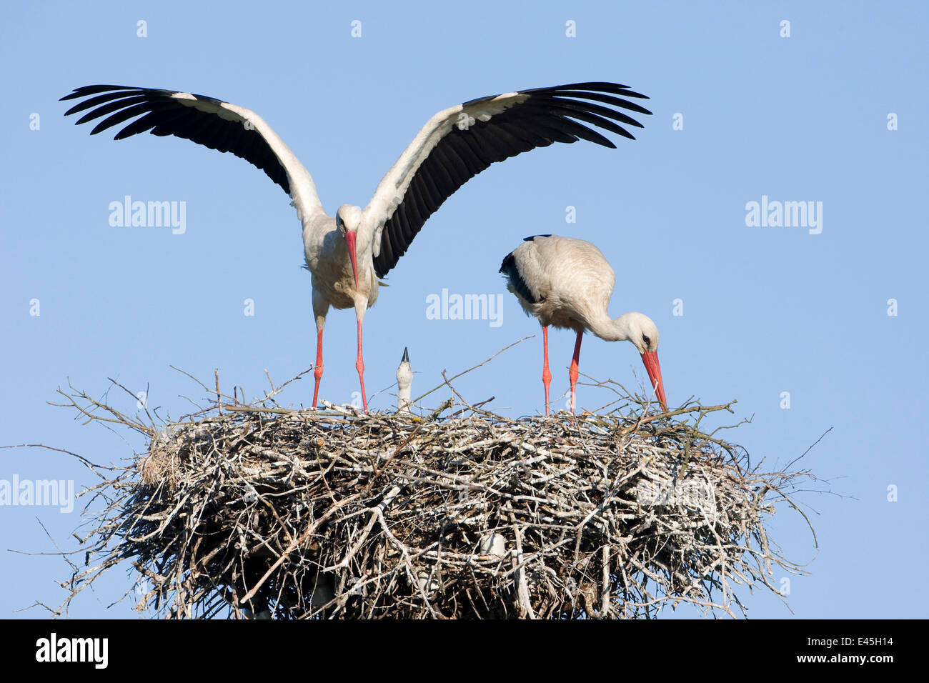 White stork (Ciconia ciconia) pair at nest site with chick, Lithuania, May 2009 Stock Photo