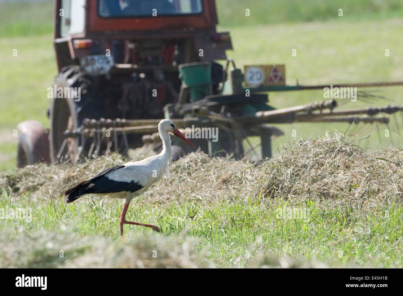 White stork (Ciconia ciconia) following tractor searching for insects amongst hay, Lithuania, June 2009 Stock Photo