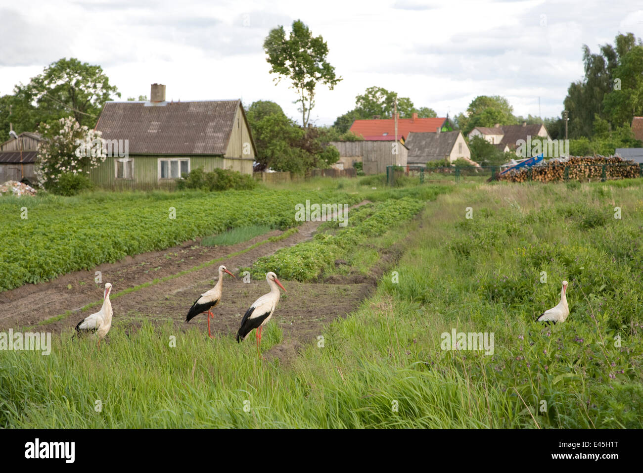 White stork (Ciconia ciconia) group stood in village allotments, Lithuania, June 2009 Stock Photo