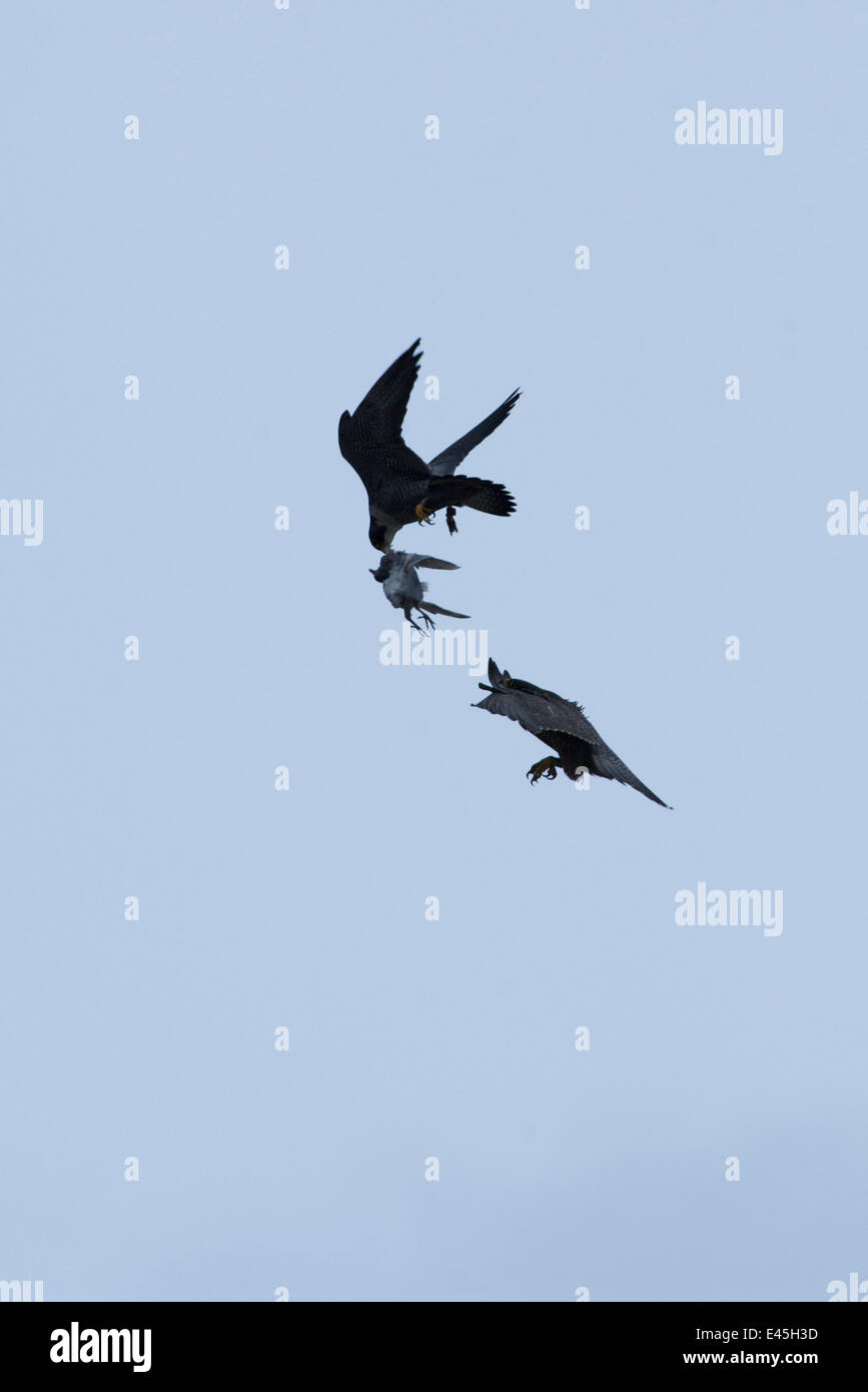 Peregrine falcon catching prey hi-res stock photography and images - Alamy