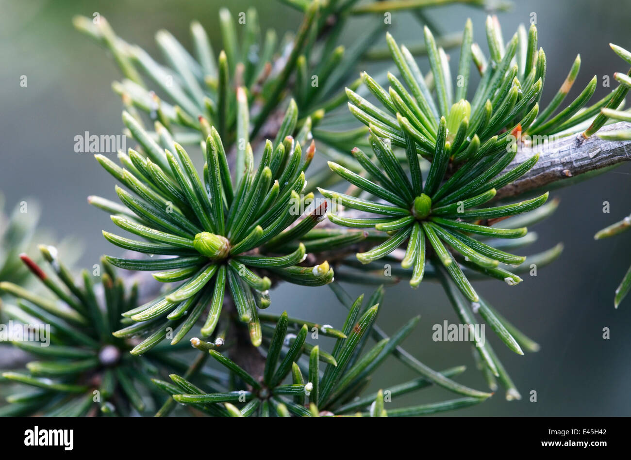 Cyprus cedar (Cedar libani) close-up of needles, Cedar valley, Troodos ...