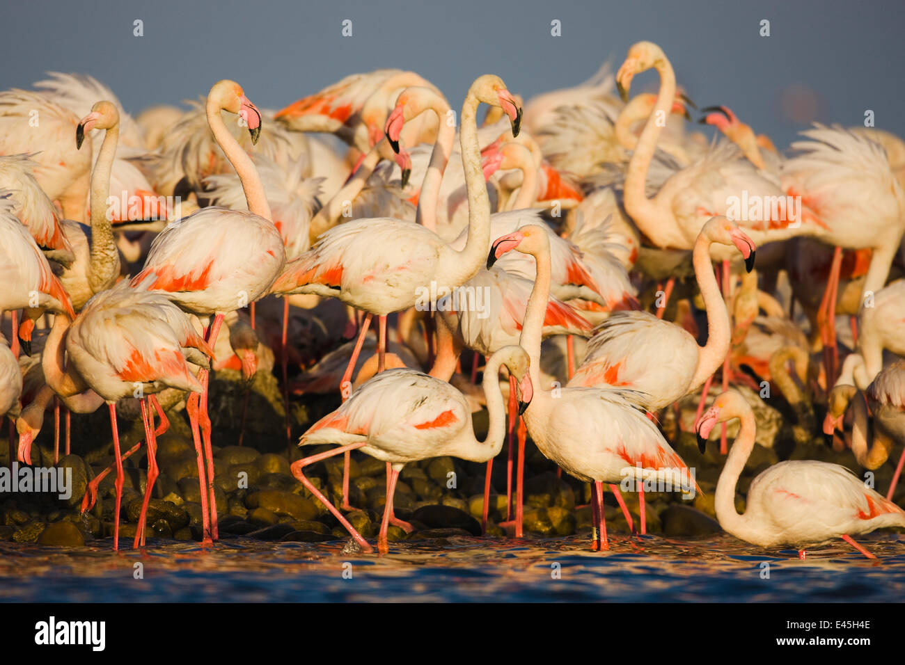 Greater flamingos (Phoenicopterus roseus) part of breeding colony of approx 10,000 pairs, at waters edge, Camargue, France, April 2009 Stock Photo