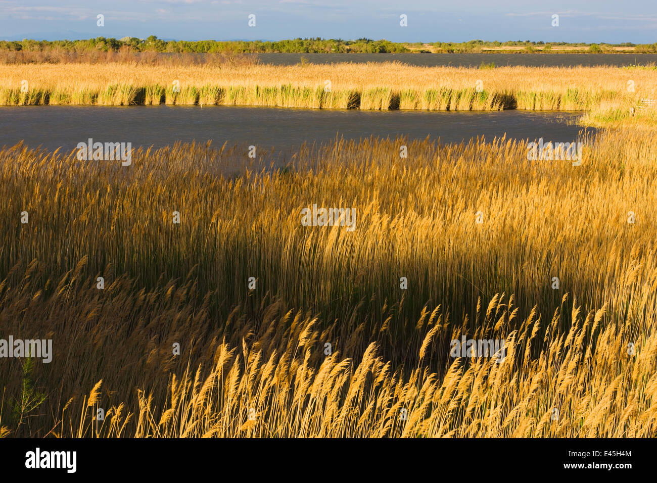 Lagoon with reeds near Stes Maries de la Mer, Camargue, France, April 2009 Stock Photo