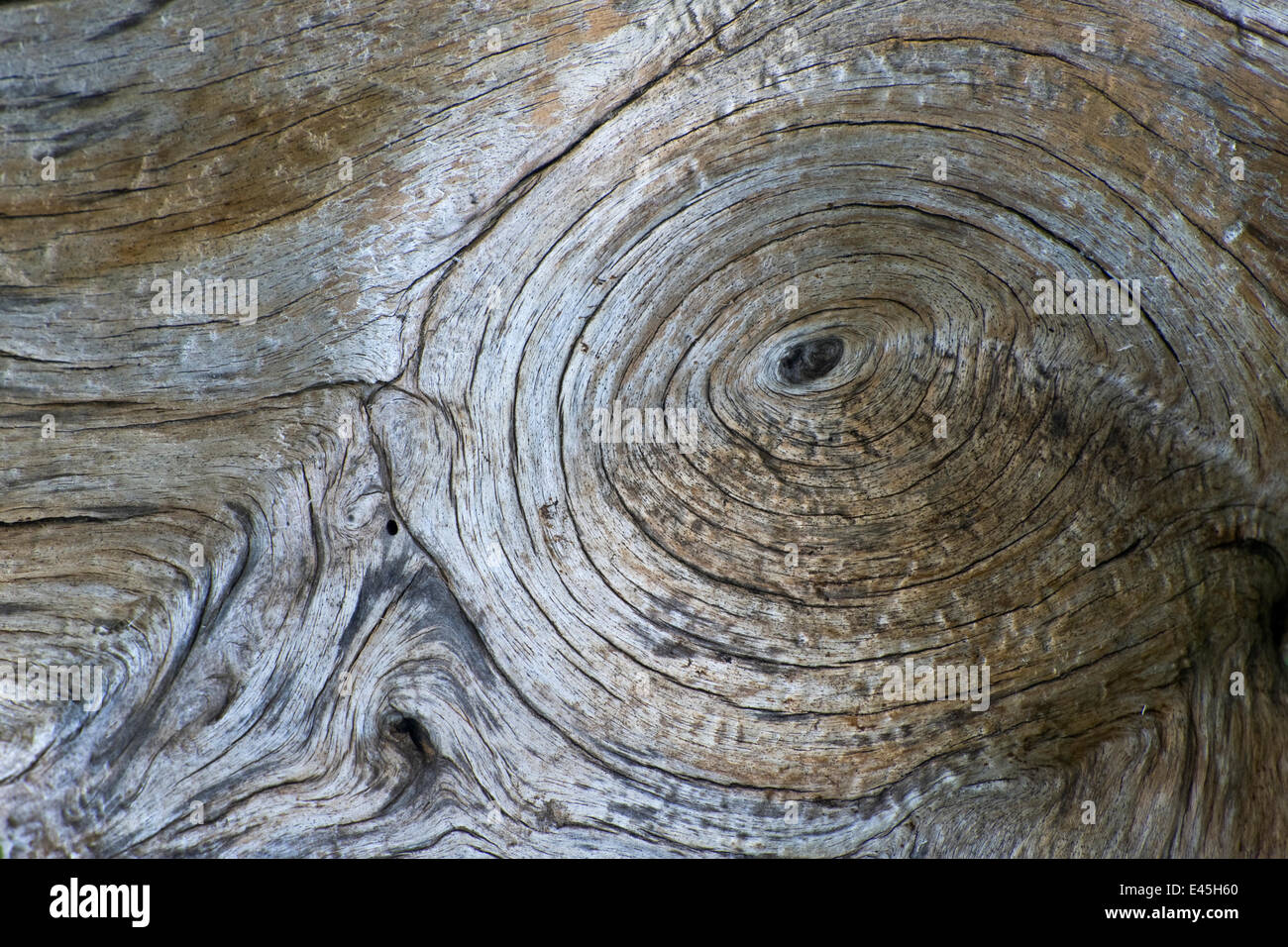 Close-up of Bosnian pine (Pinus leucodermis) bark, Pollino National Park, Basilicata, Italy, May 2009 Stock Photo