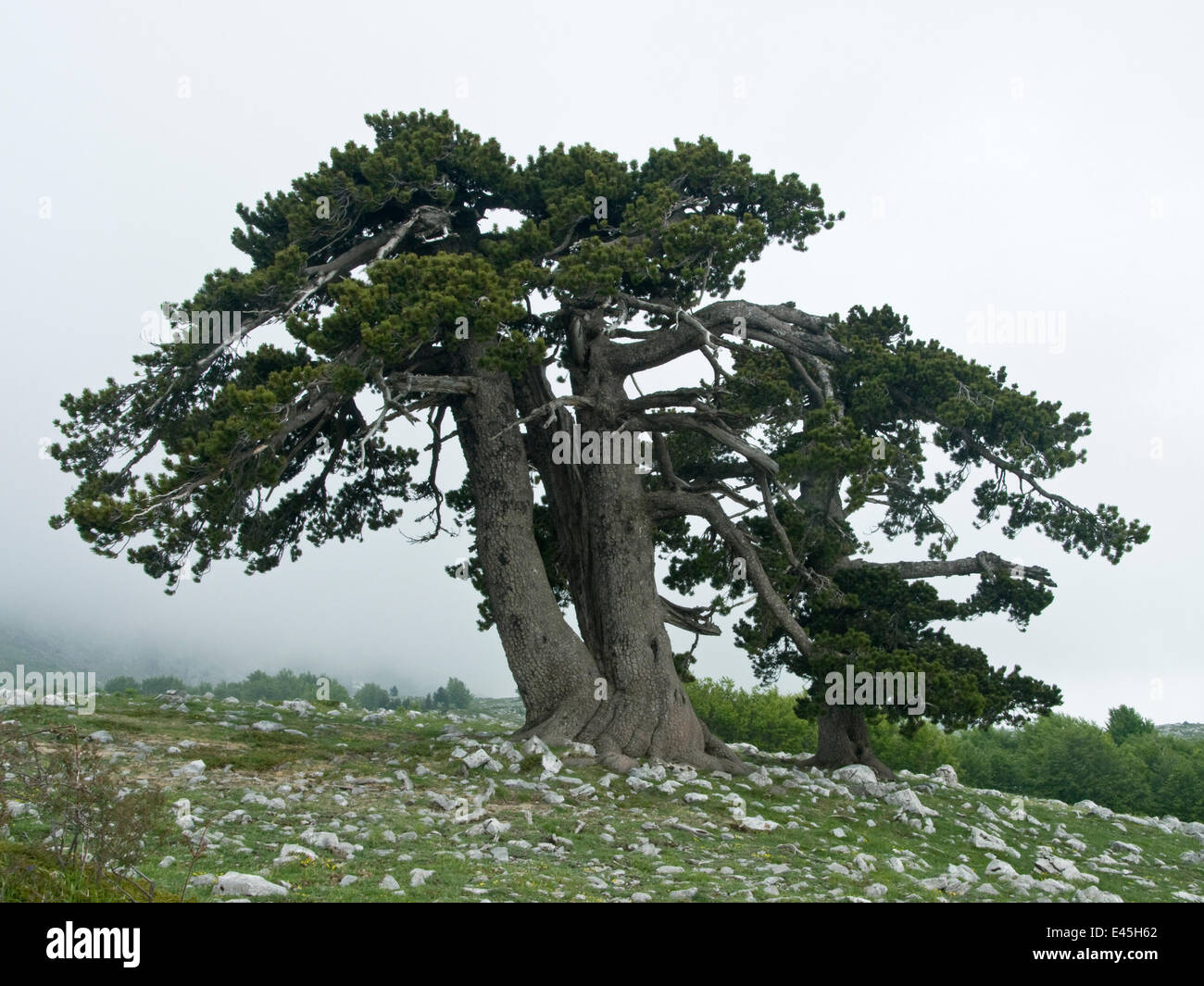Bosnian pine (Pinus leucodermis) trees, Pollino National Park, Basilicata, Italy, May 2009 Stock Photo