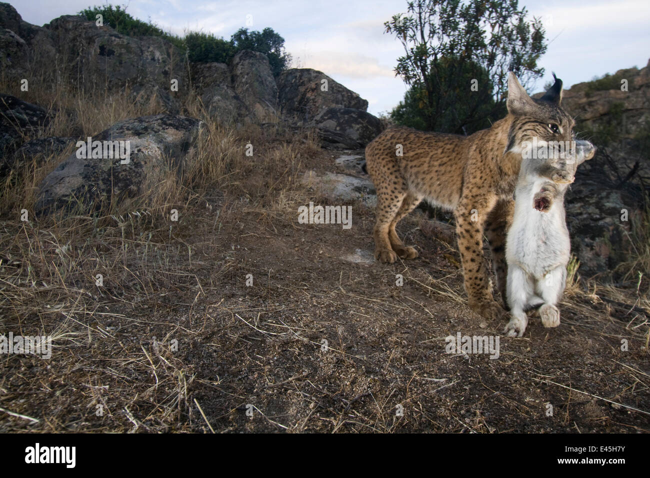 Wild Iberian lynx (Lynx pardinus) male carrying rabbit prey, Sierra de Andújar Natural Park, Mediterranean woodland of Sierra Morena, north east Jaén Province, Andalusia, Spain, May 2009, Critically endangered Stock Photo