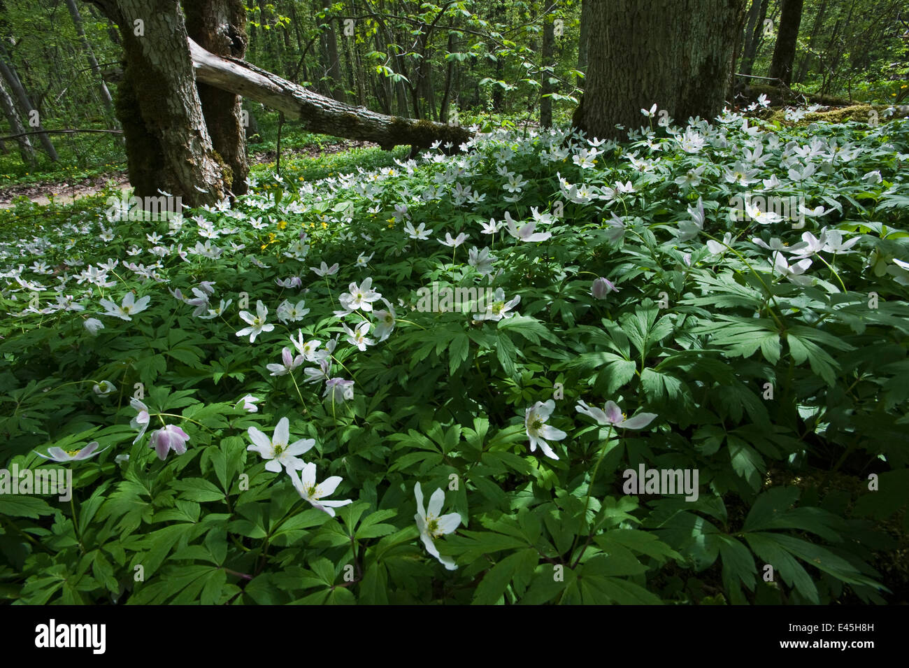 National flower of estonia hi-res stock photography and images - Alamy