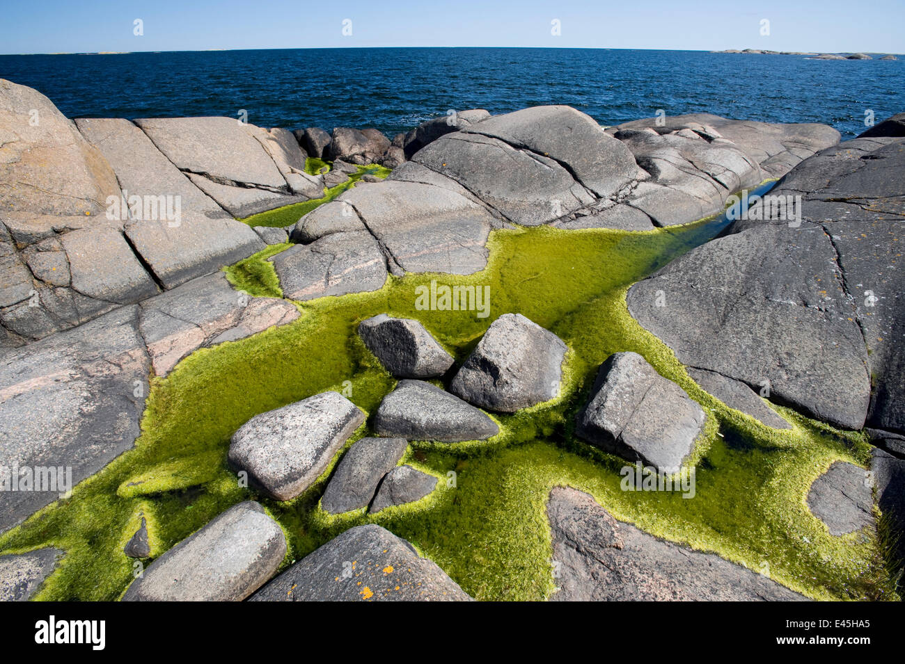 Algae growing in rock pools on rocky coast, Långviksskär, Stockholm Archipelago, Sweden, June 2009 Stock Photo