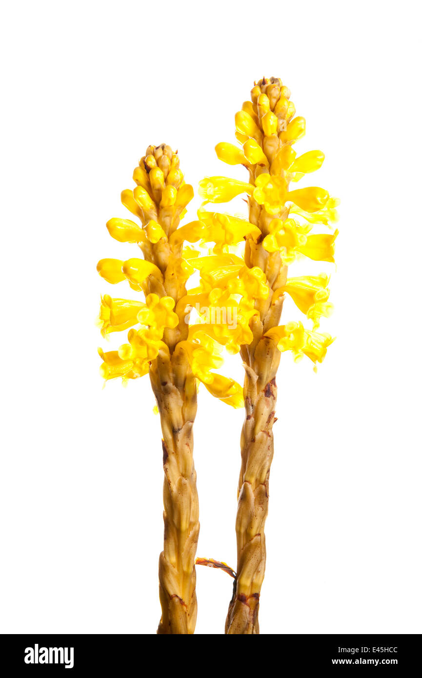 Broomrape (Cistanche phelypaea) in flower, Huelva, Spain, April 2009 Stock Photo