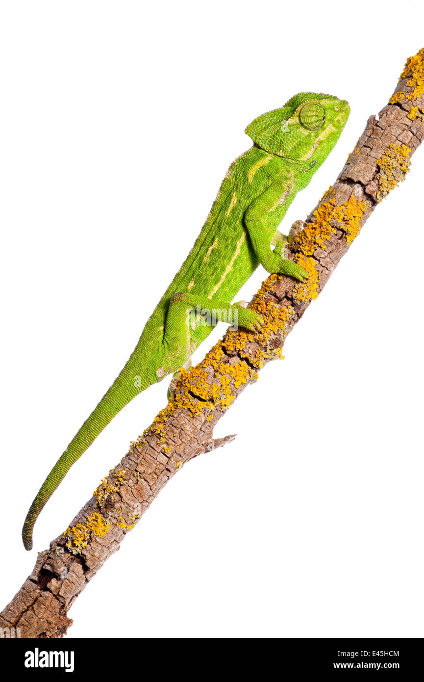 Common chameleon (Chameleo chameleo) on branch, Huelva, Andalucia, Spain, April 2009 Stock Photo