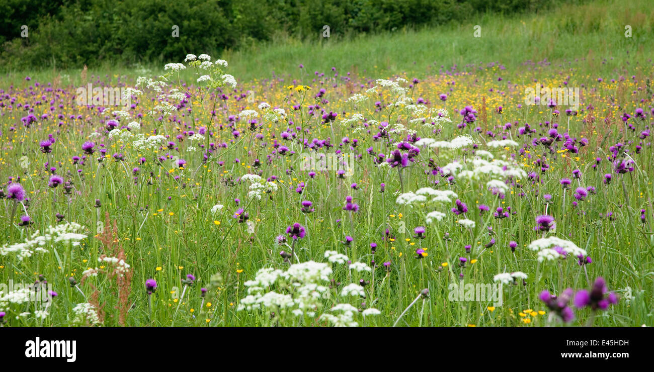 Flowering meadow with Thistles (Cirsium rivulare) Poloniny National Park, Western Carpathians, Eastern Slovakia, Europe, June 2009 Stock Photo