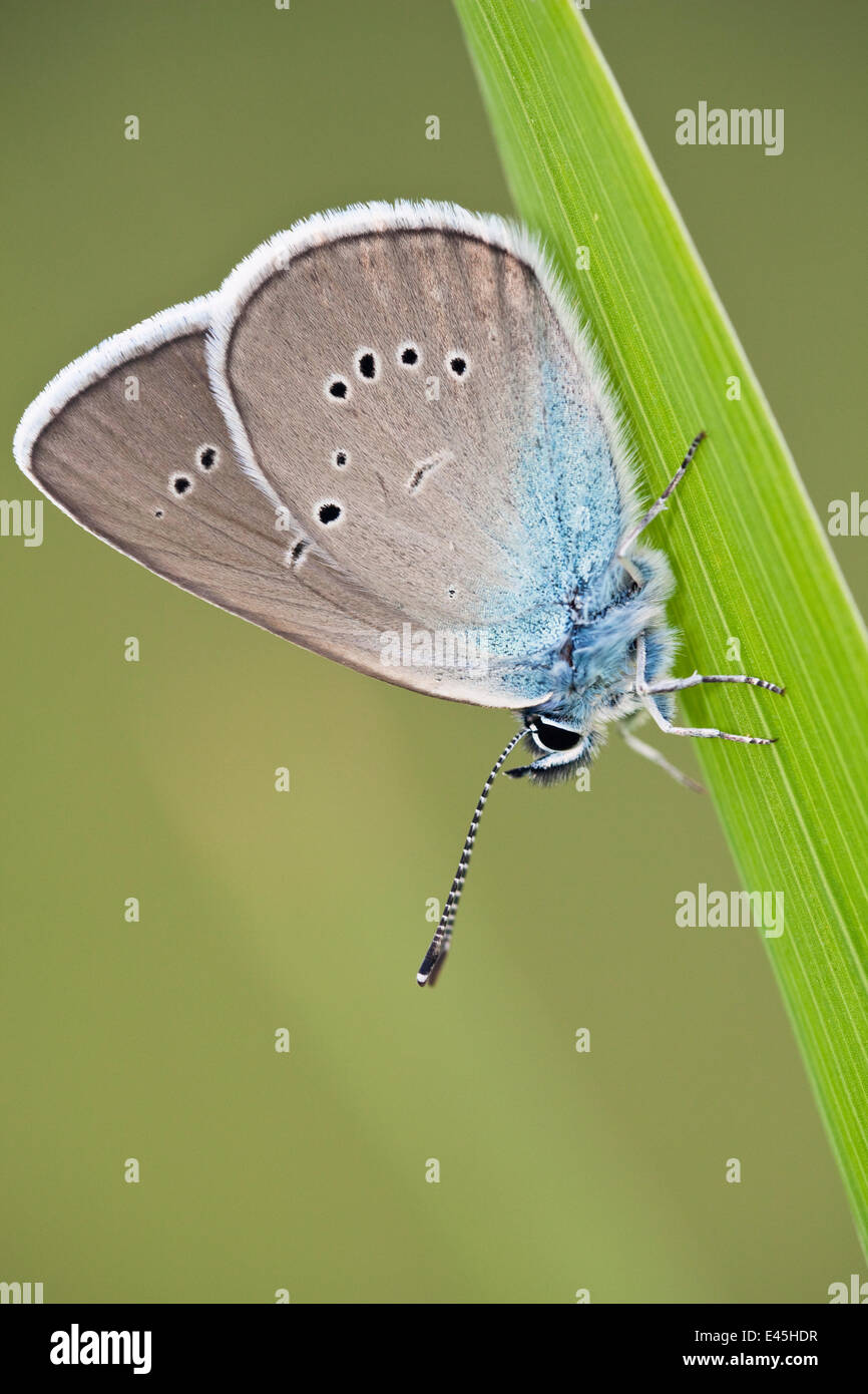 Blue Butterfly (Lycaenidae sp) on blade of grass, Eastern Slovakia, Europe, June 2009 Stock Photo