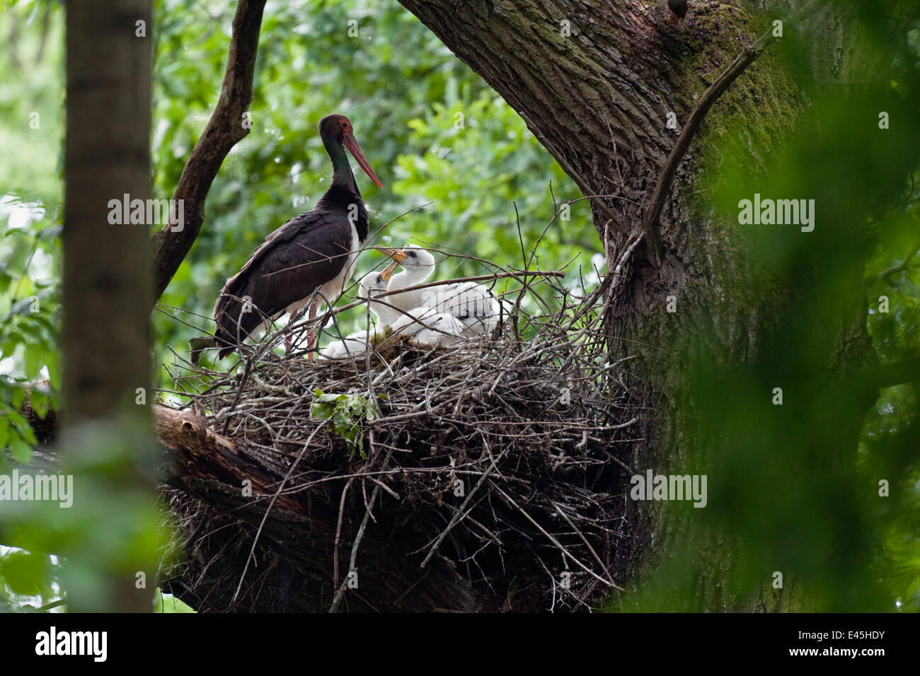 Black stork (Ciconia nigra) at nest with chicks, Slovakia, Europe, June 2009 Stock Photo