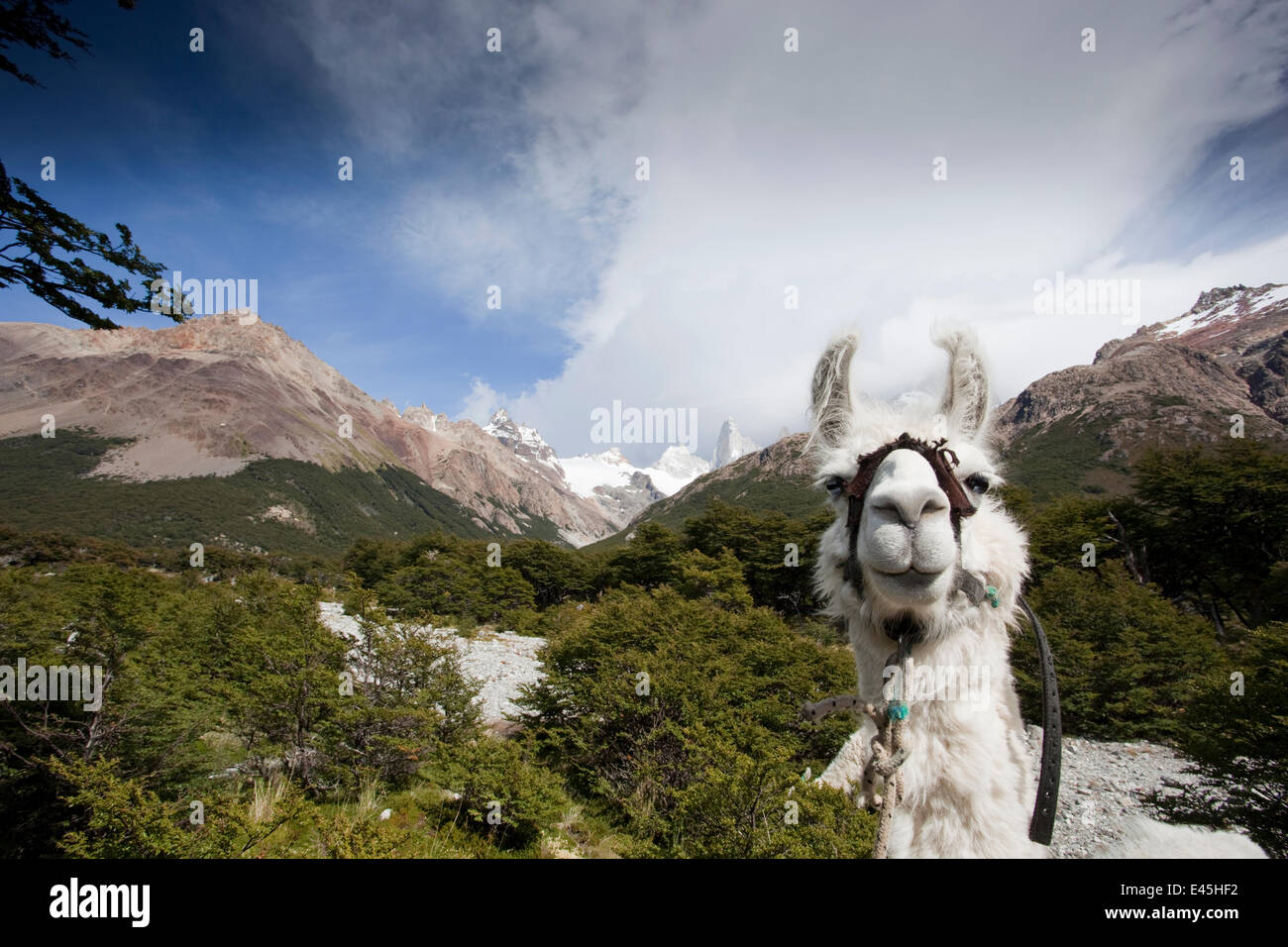 Llama (Lama glama), Los Glaciares National Park, Argentina Stock Photo