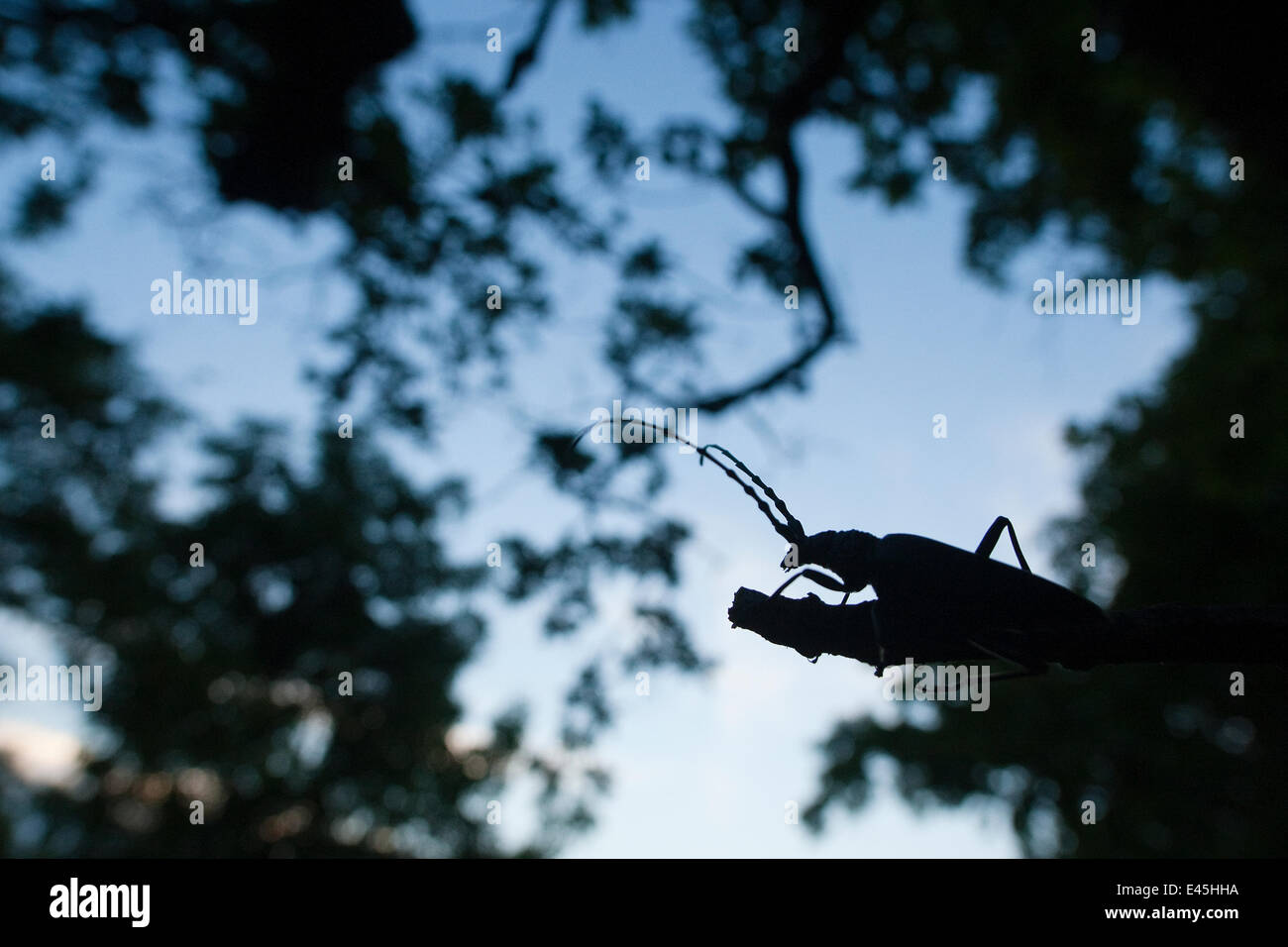 Tanner / Sawyer beetle (Prionus coriarius) silhouetted on branch at dusk, Djerdab National Park, Serbia, June 2009 Stock Photo