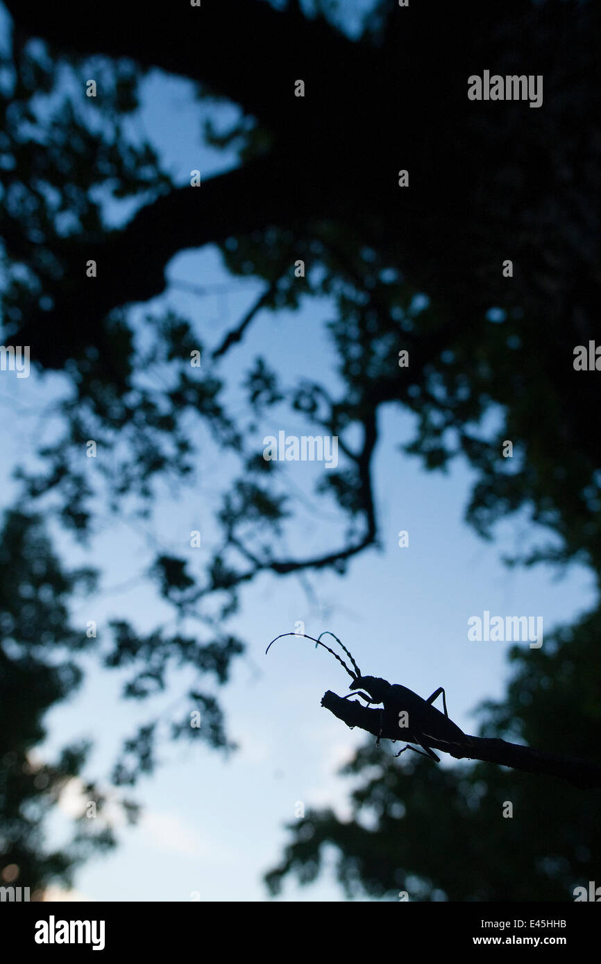 Tanner / Sawyer beetle (Prionus coriarius) silhouetted on Oak branch at dusk, Djerdap National Park, Serbia, June 2009 Stock Photo