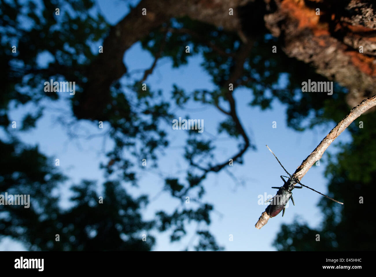 Tanner / Sawyer beetle (Prionus coriarius) on Oak branch, Djerdap National Park, Serbia, June 2009 Stock Photo