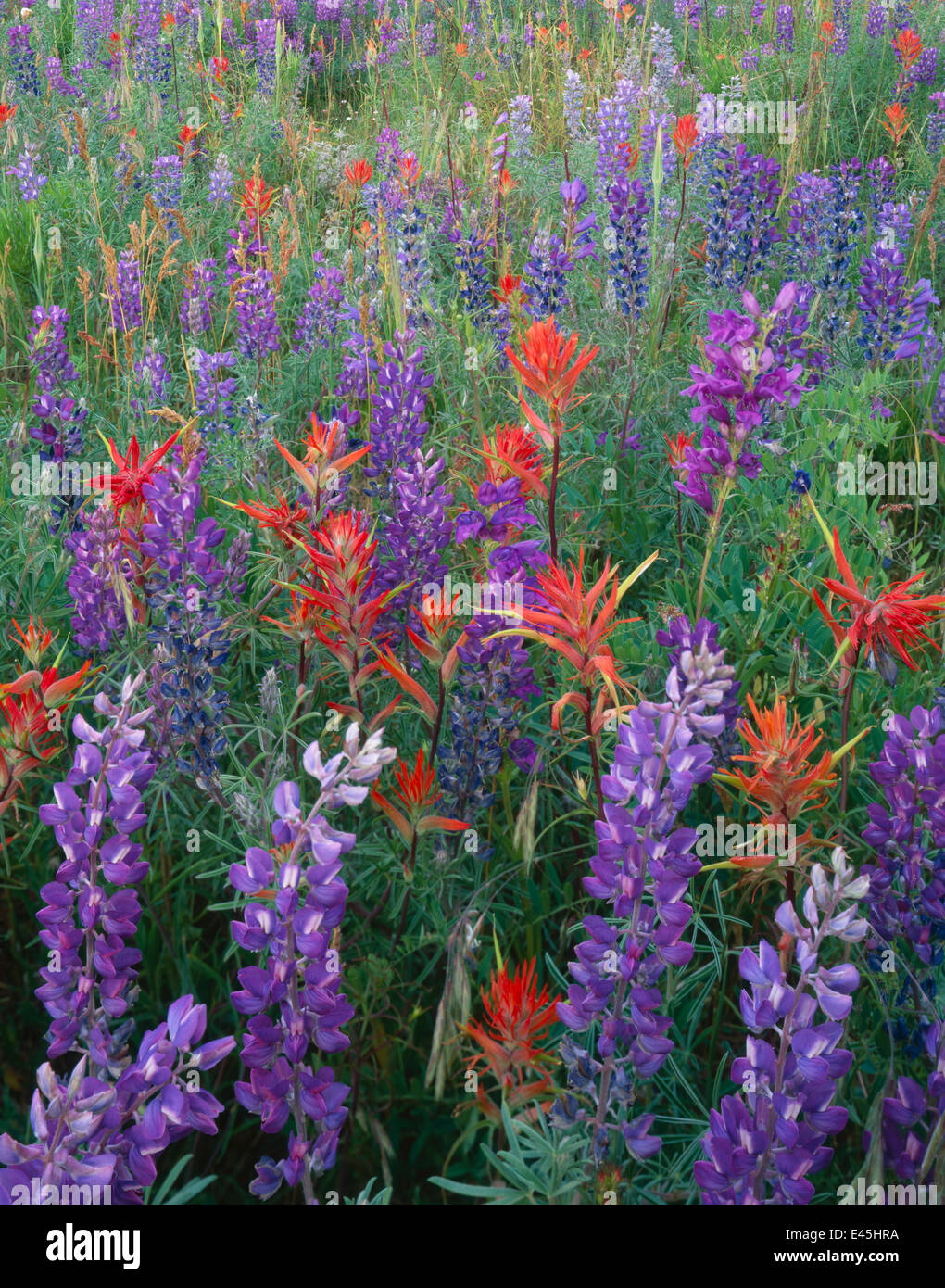 Wildflower meadow with Silvery lupin {Lupinus argenteus}, Indian paintbrush {Castilleja miniatus} and Alpine penstemon {Penstemon alpinus} Rio Grande National Forest, Colorado, USA Stock Photo