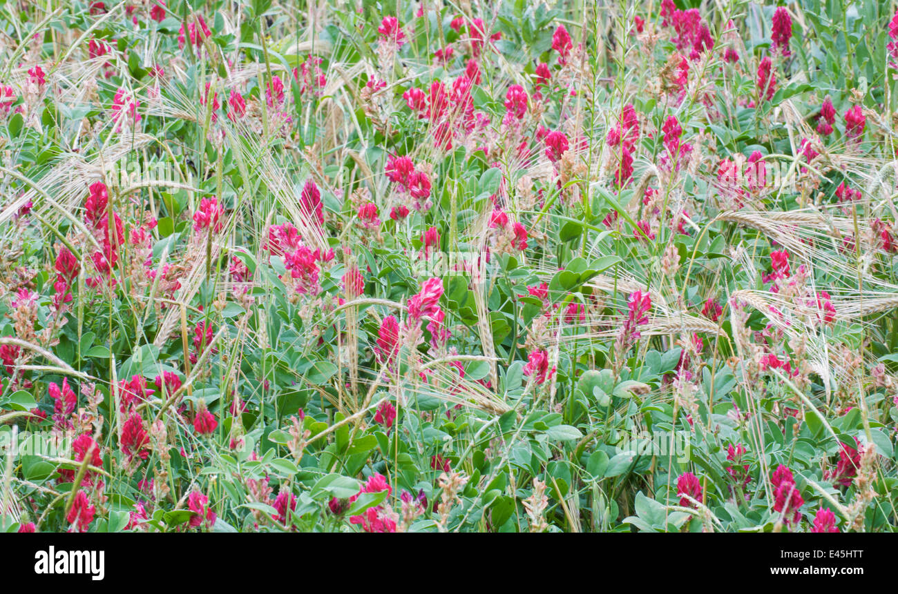 Italian sainfoin (Hedysarum coronarium) flowering in meadow, San Marino, May 2009 Stock Photo