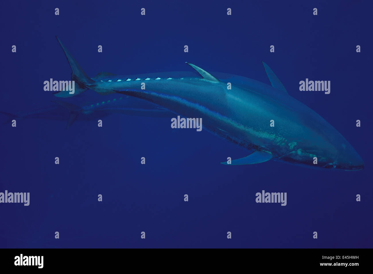 Atlantic bluefin tuna thunnus thynnus hires stock photography and images Alamy