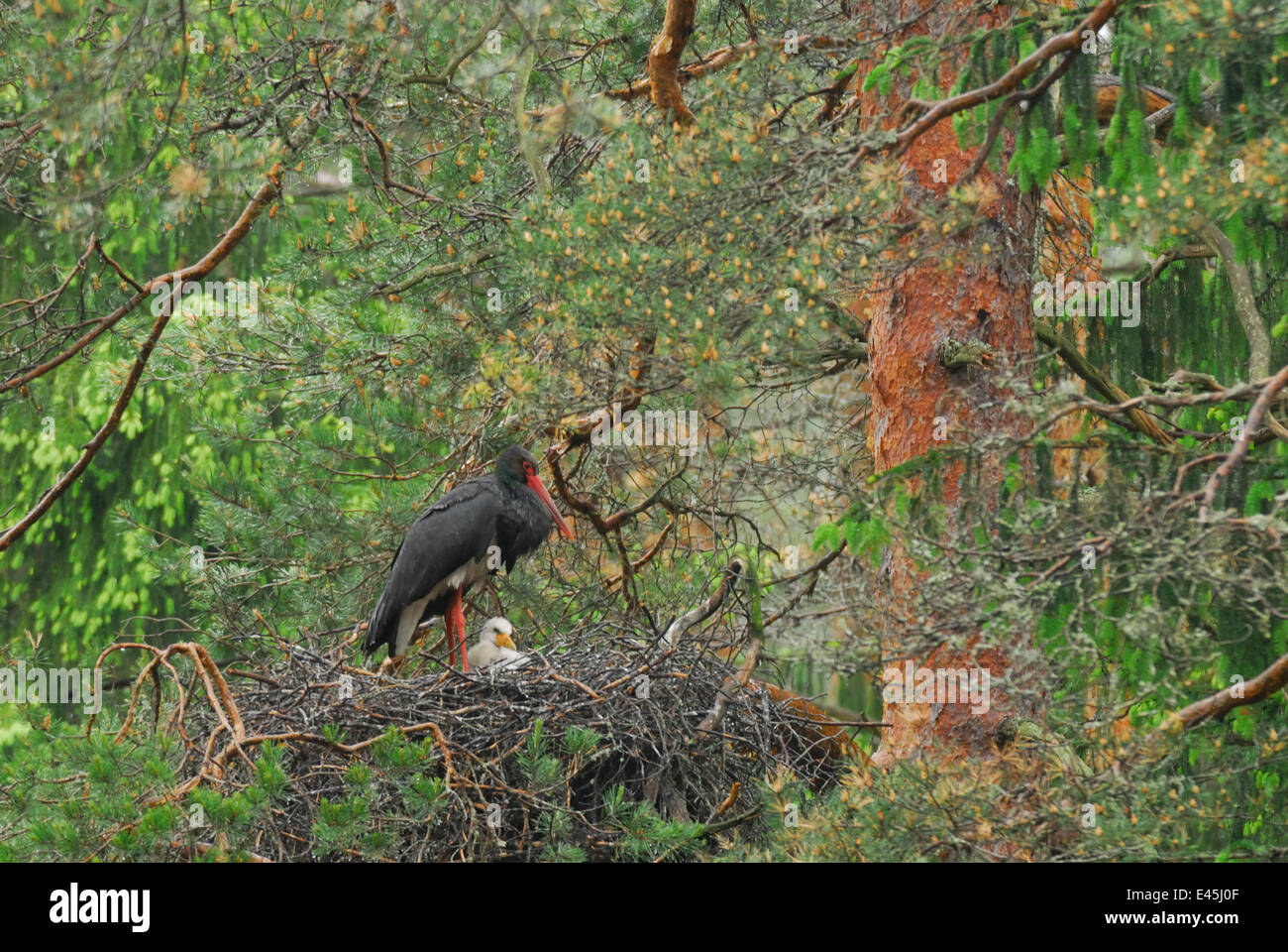 Black stork (Ciconia nigra) on nest with chick, Latvia, June 2009 NOT AVAILABLE FOR GREETING CARDS OR CALENDARS. WWE OUTDOOR EXHIBITION Stock Photo
