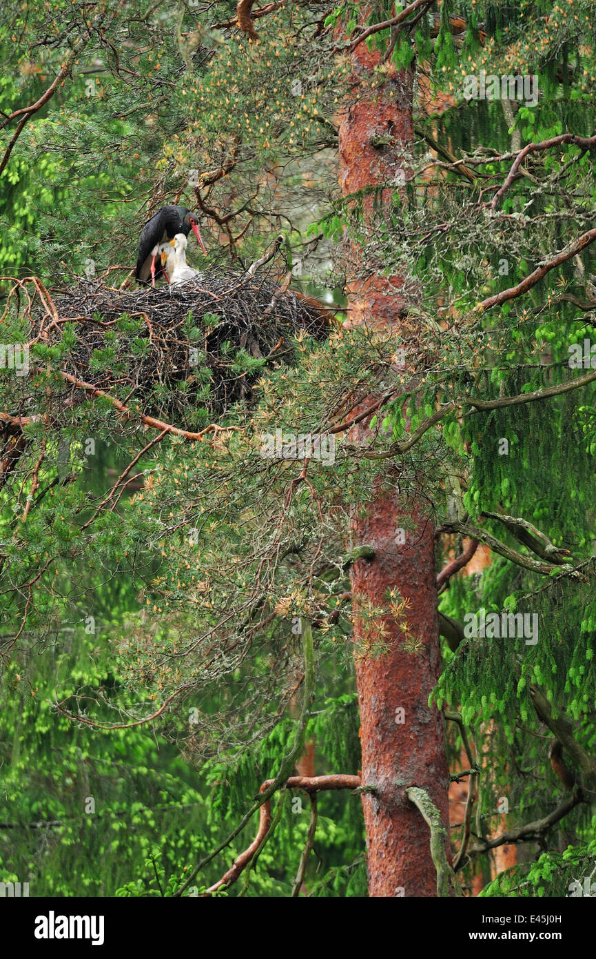 Black stork (Ciconia nigra) on nest with two chicks, Latvia, June 2009 Stock Photo