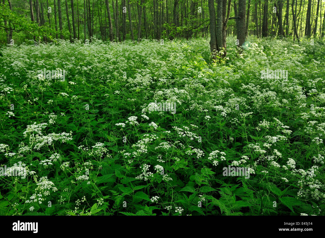 Cow parsley (Anthriscus sylvestris) growing in woodland, Slitere