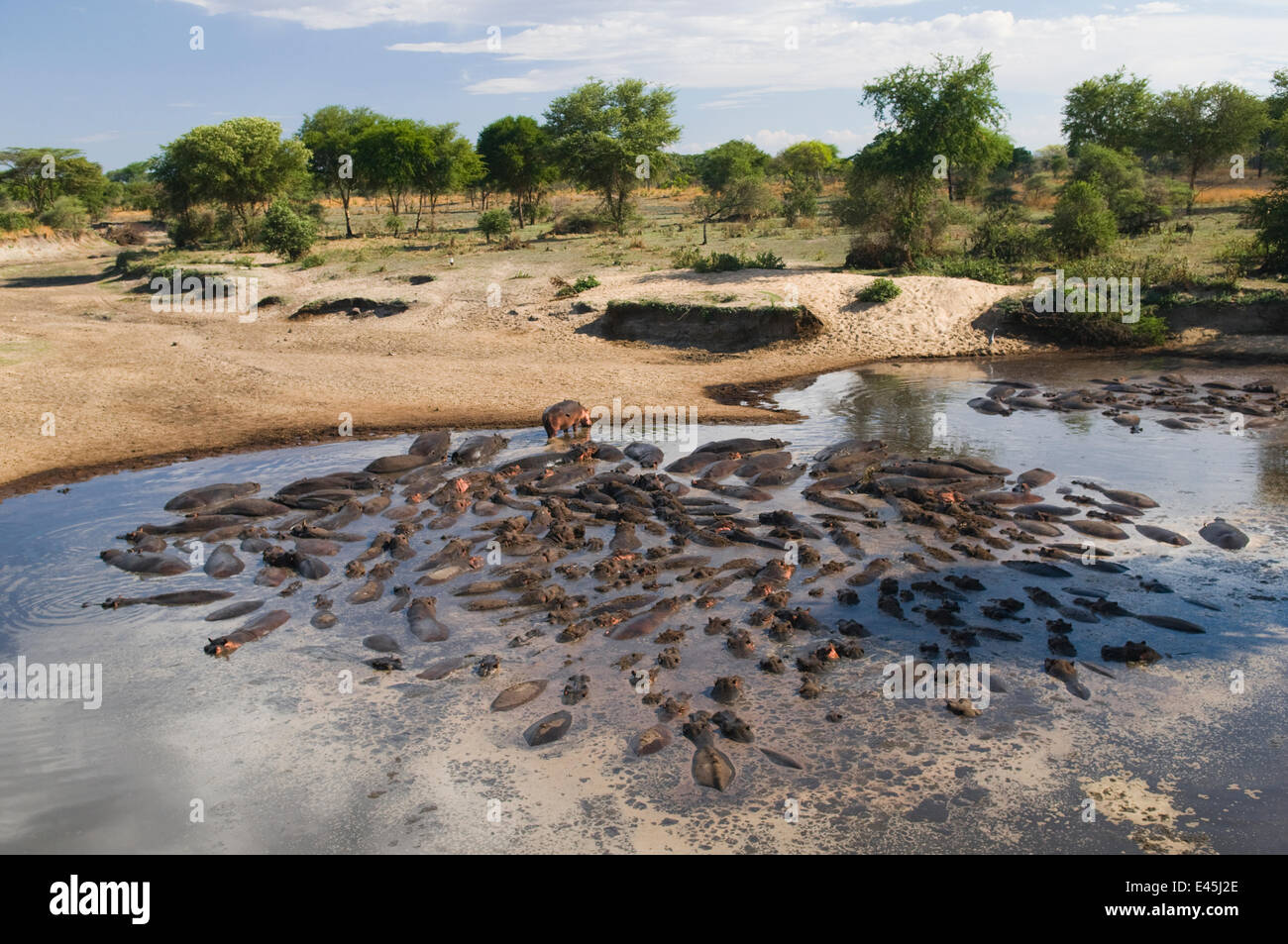 Hippotamus {Hippopotamus amphibius} large group wallowing in a drying river bed, Katavi National Park, Tanzania, December. Stock Photo