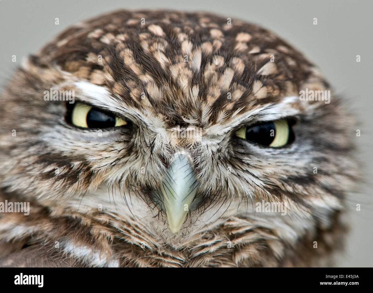 Half hours with fishes, reptiles, and birds . Fig. 183.—Barn Owl.. Fig.  184. — Burrowing Owl. THE OWLS AND PARROTS 209 when approached bow  repeatedly before taking to thewing. The eye