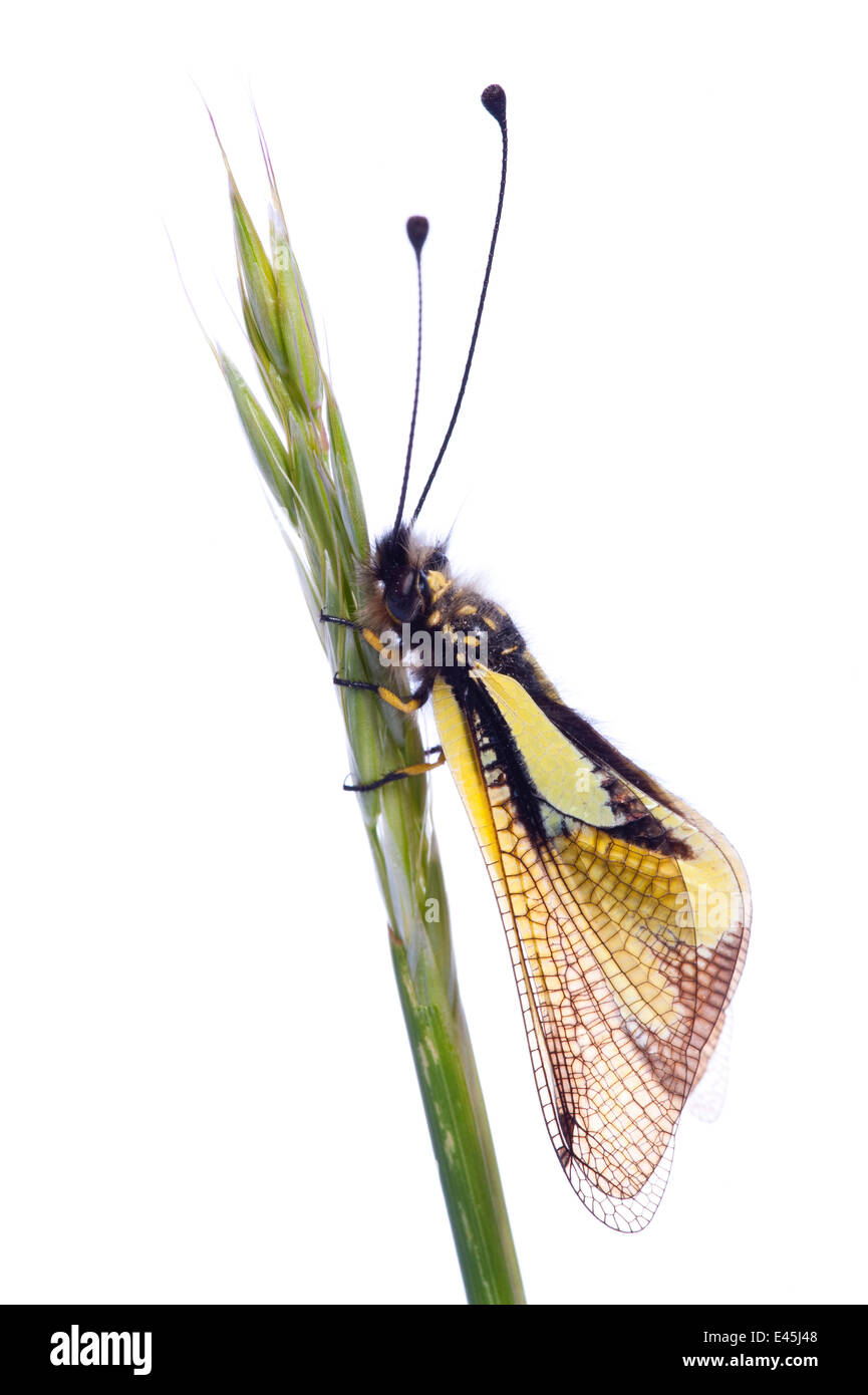Owlfly (Libelloides coccajus) on grass, Queyras Natural Park, France, May 2009 Stock Photo