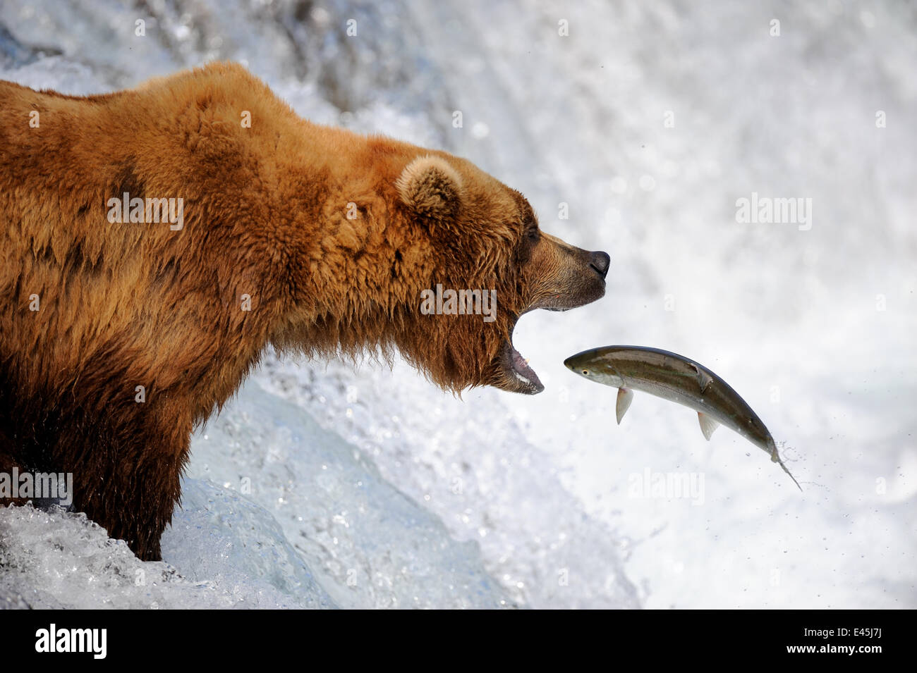 Grizzly bear (Ursus arctos horribilis) catching salmon in Brooks river ...