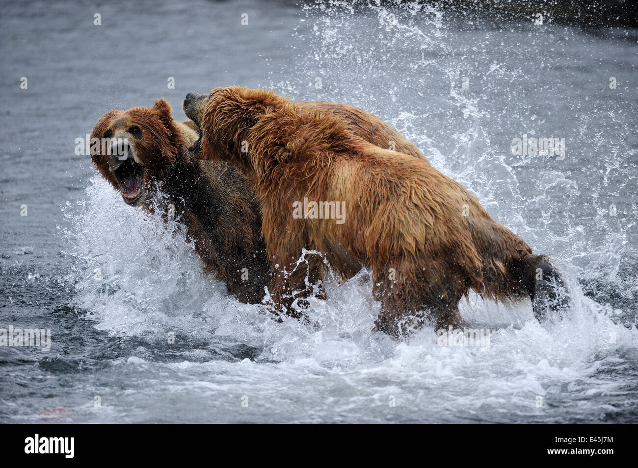 Female Kodiak brown bear (Ursus arctos middendorffi) fighting male to protect her cubs, Kodiak Island, Alaska, USA, July Stock Photo