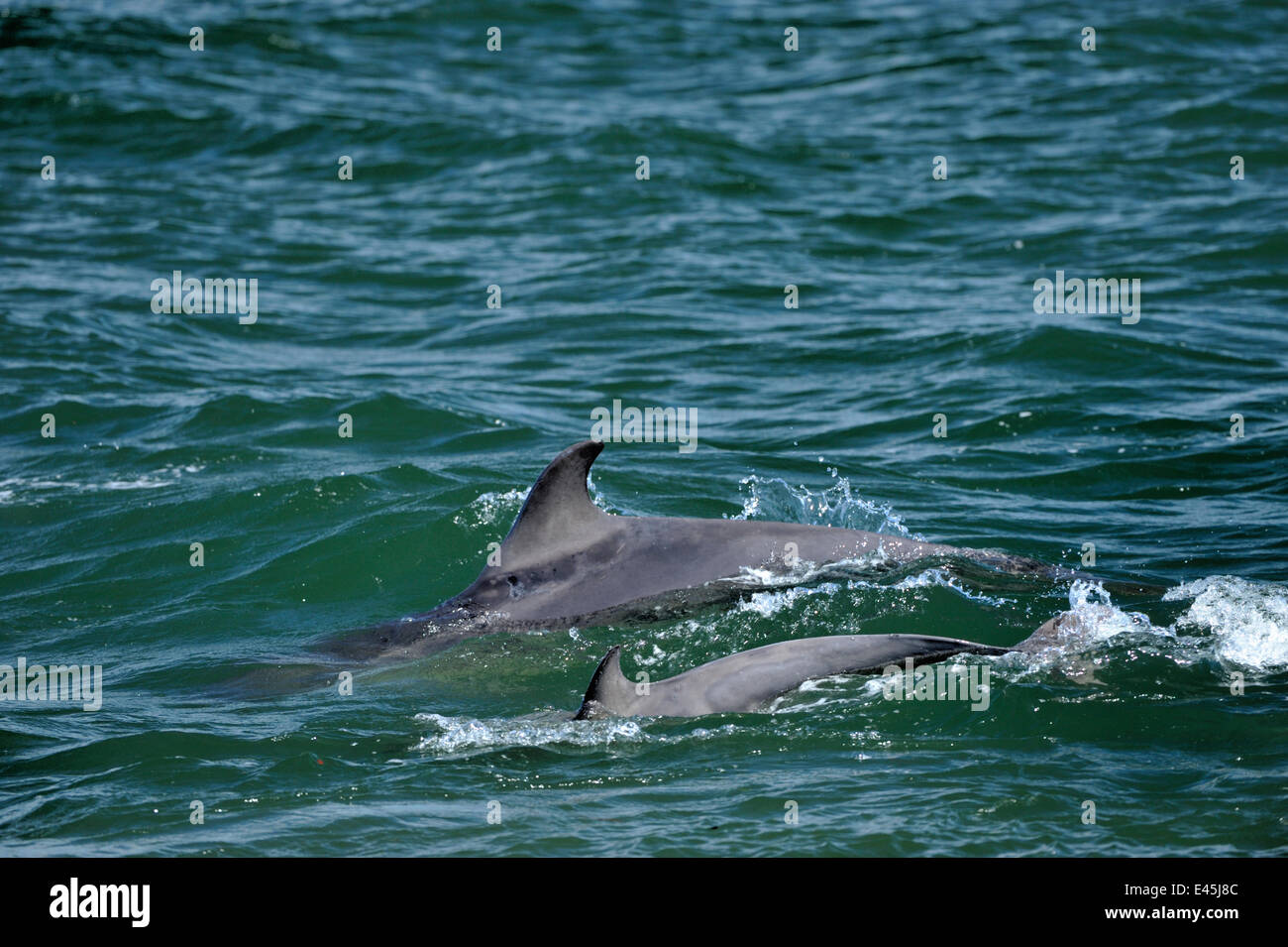 Two Bottlenosed dolphins (Tursiops truncatus) surfacing, Moray Firth, Nr Inverness, Scotland, May 2009 Stock Photo