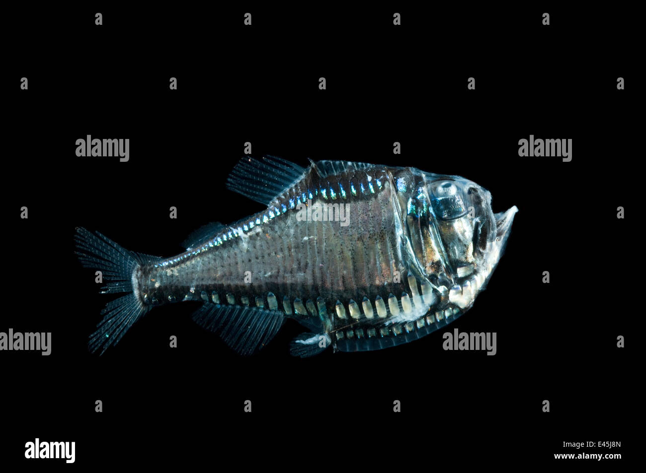 Greater silver hatchet fish (Argyropelecus gigas) Mid-Atlantic Ridge, North Atlantic Ocean Stock Photo