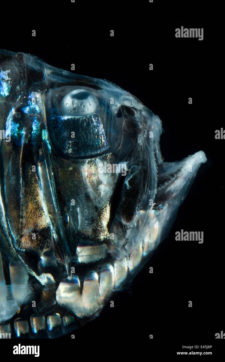 Greater silver hatchet fish (Argyropelecus gigas) head profile, Mid-Atlantic Ridge, North Atlantic Ocean Stock Photo