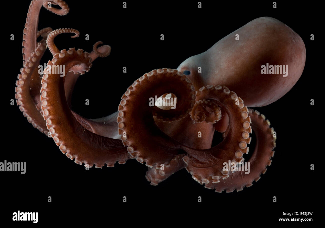 Deepsea octopus (Benthoctopus johnsoniana) Mid-Atlantic Ridge, North Atlantic Ocean Stock Photo