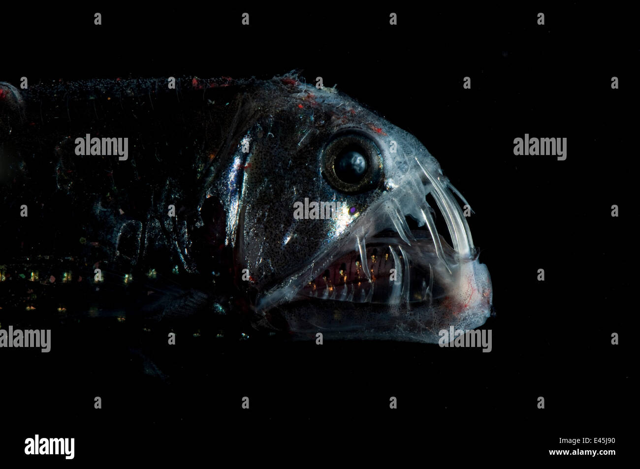 Viper fish Chauliodus sloani, Mid-Atlantic Ridge, North Atlantic Ocean Stock Photo - Alamy
