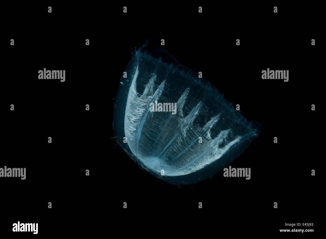 Deepsea Medusa jellyfish (Colobonema sp), Mid-Atlantic Ridge, North Atlantic Ocean Stock Photo