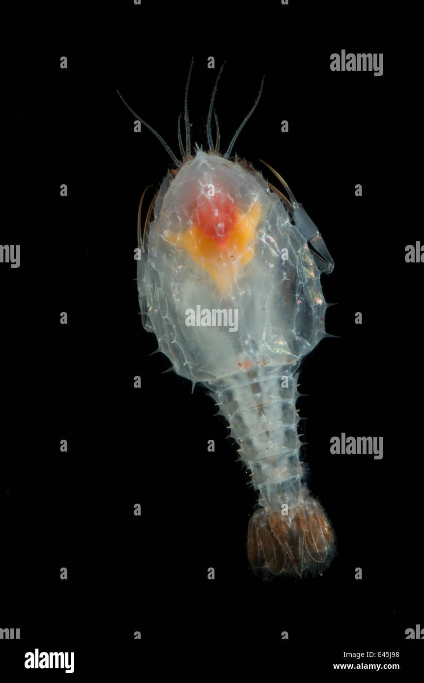 Eryonicus larva of Shrimp {Polycheles sp) from between 2710-2798m, Mid-Atlantic Ridge, North Atlantic Ocean Stock Photo