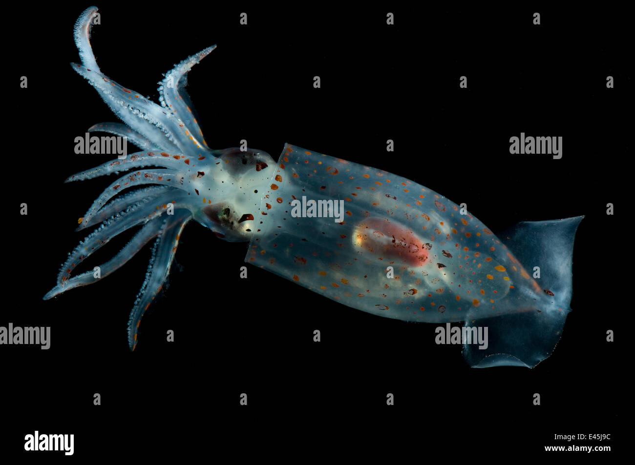 Deepsea squid {Gonatus steenstrupi} Mid-Atlantic Ridge, North Atlantic Ocean Stock Photo