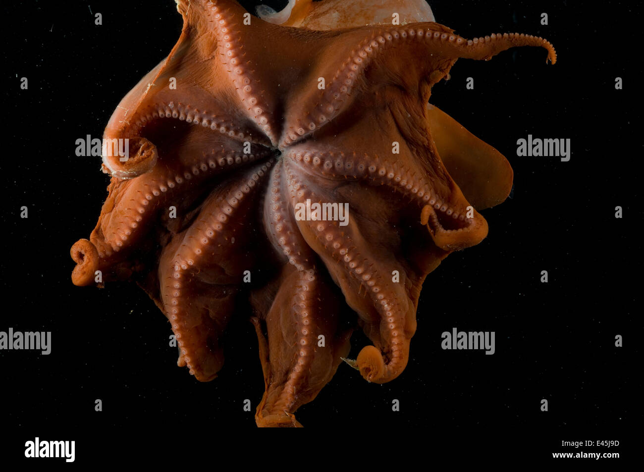 View inside the mantle of the deepsea Octopod {Grimpoteuthis discoveryi} Mid-Atlantic Ridge, North Atlantic Ocean Stock Photo